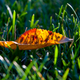 Illustration for article titled Shooting Challenge Fall Leaves Gallery 1